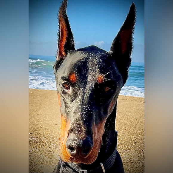 Nwt xxl Dog Raincoat Camo Reflective Bailey & Bella - Picture 8 of 8